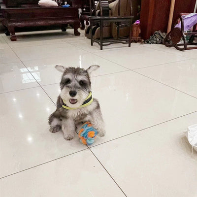 Snuffle Ball Dog Puzzle Toys Increase IQ Slow Dispensing Feeder Pet Cat Training Games Feeding Feeding Food Intelligence Toy